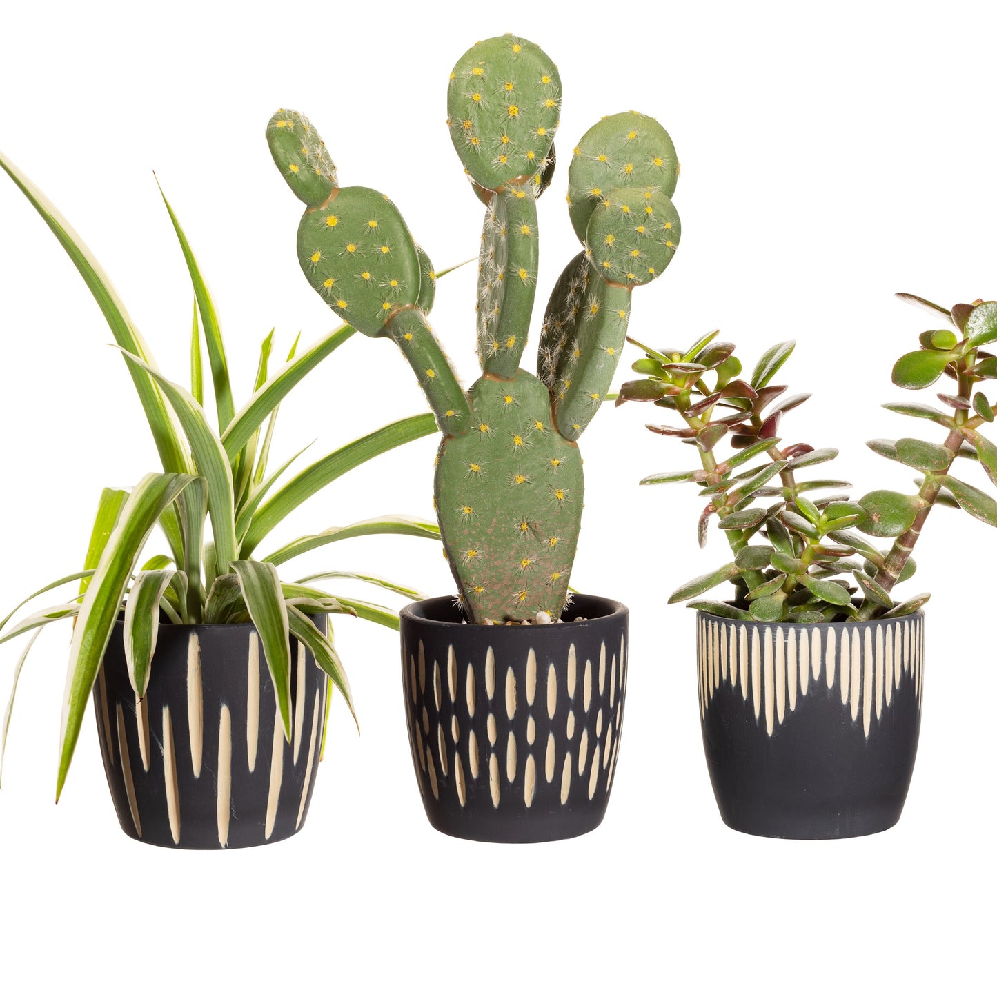 Black Sgraffito Mini Planters - Set of 3
